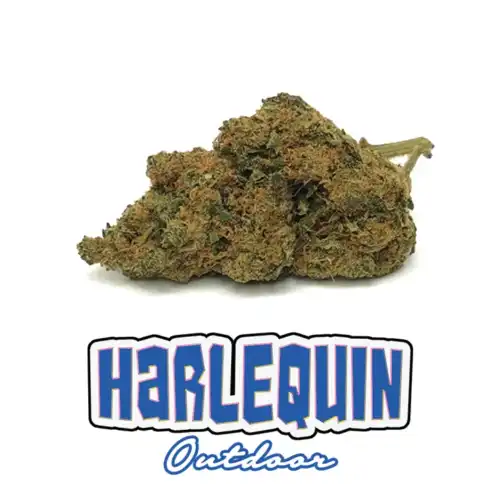 Harlequin - Cbd - er canaparo - Cannabis light