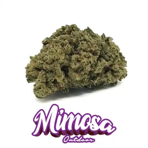 MIMOSA - cannabis light - cbd - er canaparo